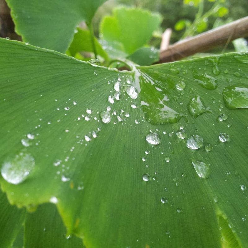 Baldwin Air Filter PA4854 Radial Seal image